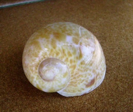 Naticidae